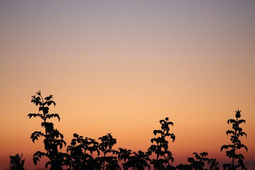 有关冷静, 分公司, 剪影的免费素材图片