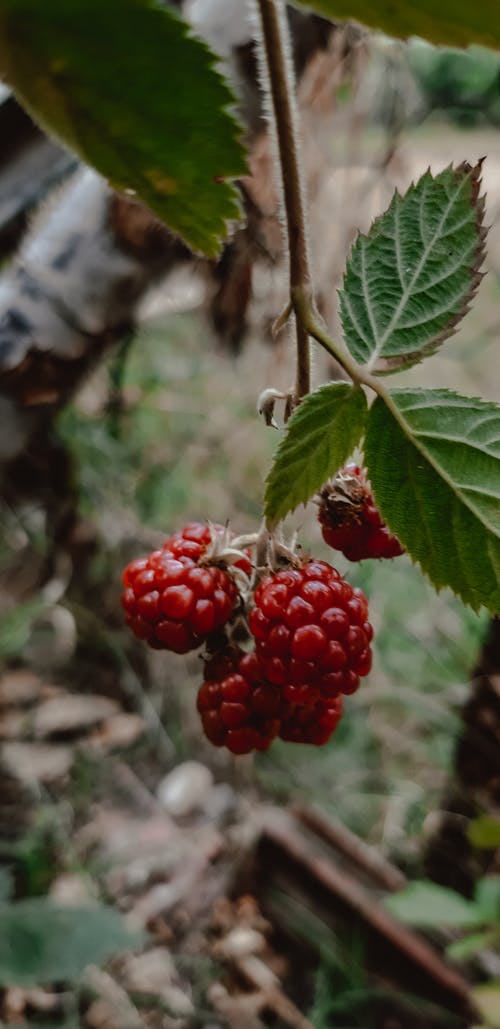 有关垂直拍摄, 新鲜, 树莓的免费素材图片