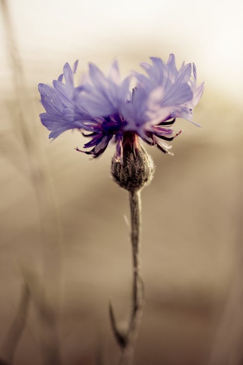 有关垂直拍摄, 宏觀, 工厂的免费素材图片
