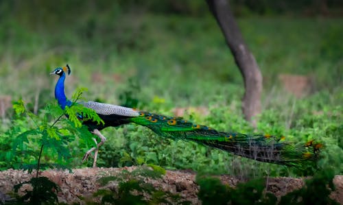 有关公园, 动物, 和平的的免费素材图片