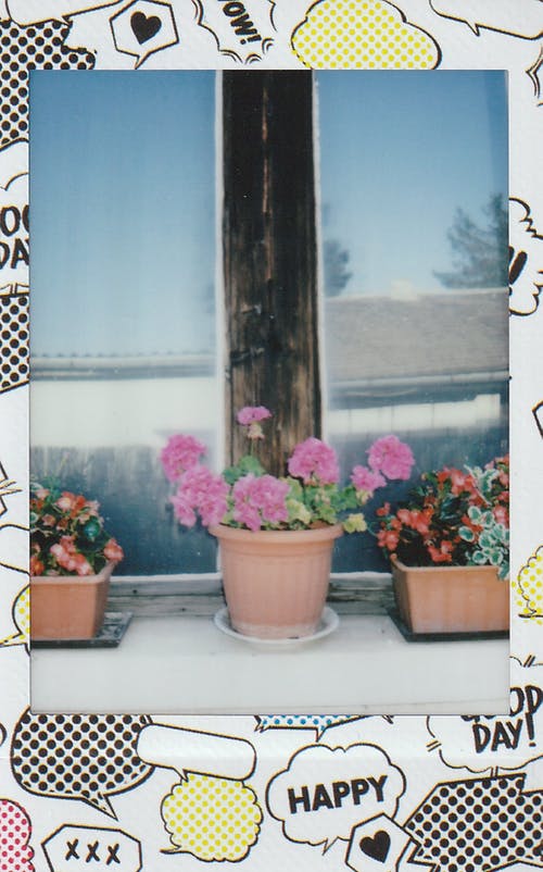 窗台上的盆花 · 免费素材图片