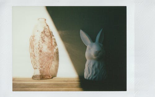 有关instax, 光与影, 兔子的免费素材图片
