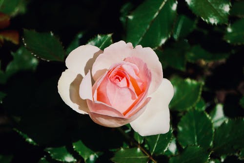 有关增長, 微妙, 微距攝影的免费素材图片