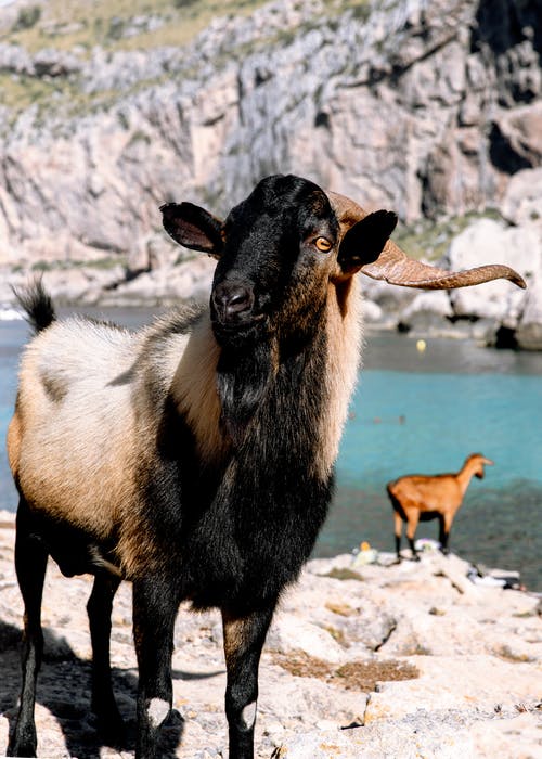 有关公羊, 动物, 动物肖像的免费素材图片
