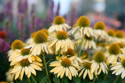 有关flowerhead, 冷静, 刺猬锥花的免费素材图片