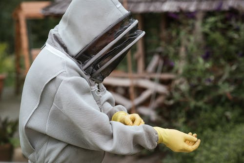 收获在收获蜂蜜之前戴上手套的人 · 免费素材图片