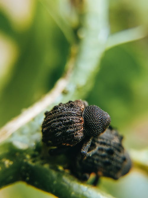有关宏观, 小, 很小的的免费素材图片