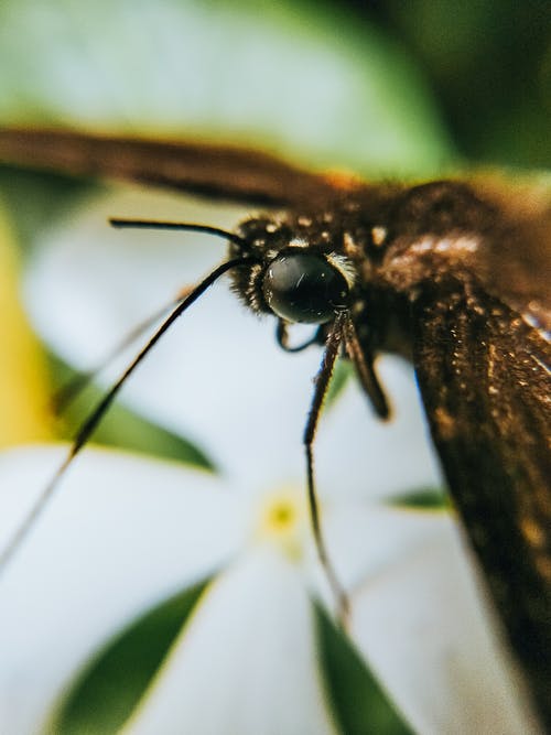 飞蛾的宏观摄影栖息在一朵花 · 免费素材图片