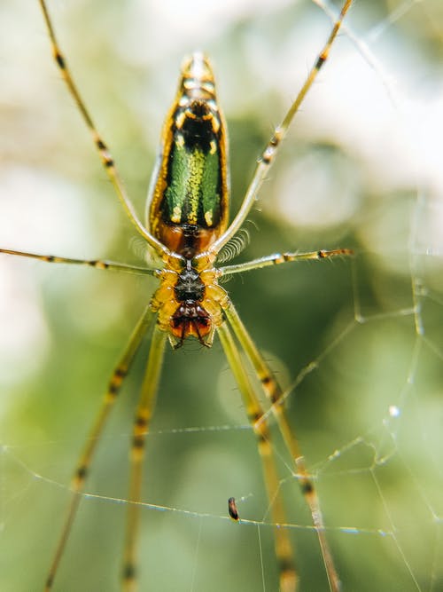一只蜘蛛的宏观摄影 · 免费素材图片