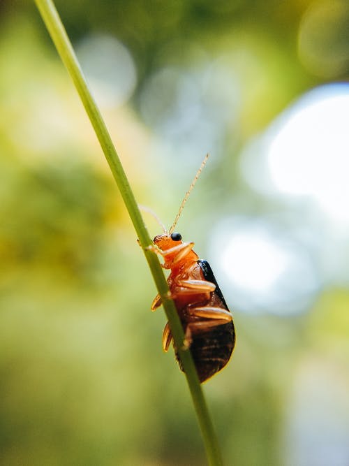 昆虫的宏观摄影 · 免费素材图片