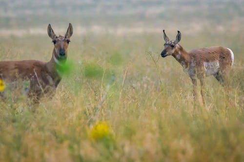 有关冷静, 动物学, 动物的免费素材图片