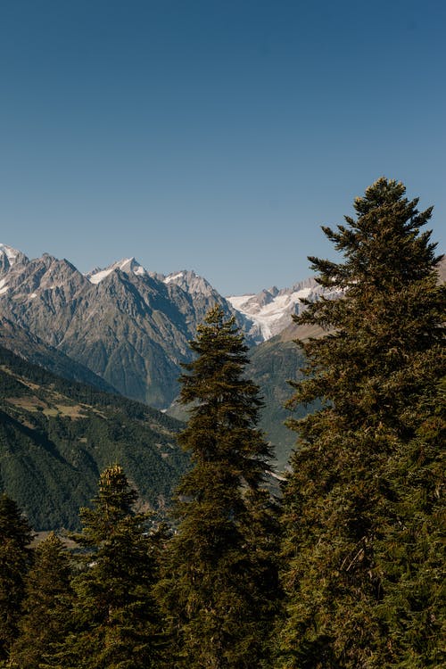 常绿乔木生长在山区山谷 · 免费素材图片