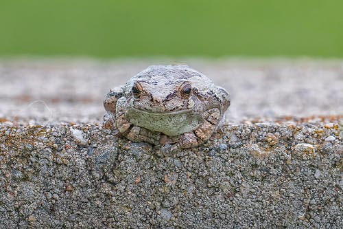 有关兩棲動物, 動物, 動物攝影的免费素材图片