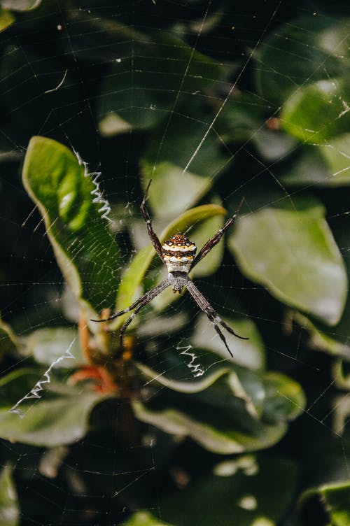 有关Web, 昆虫, 无脊椎动物的免费素材图片