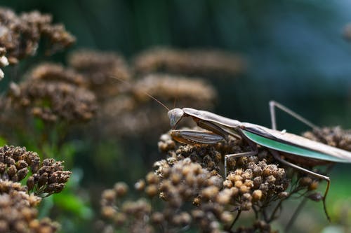 螳螂在夏季的一天探索干燥的植物 · 免费素材图片