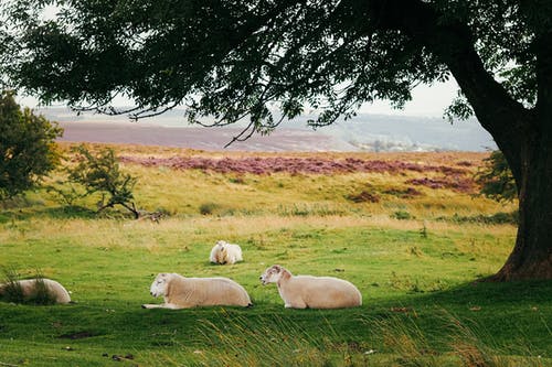 有关天性, 家畜, 戶外的免费素材图片