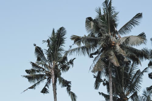 有关低角度拍摄, 天性, 巴厘島的免费素材图片