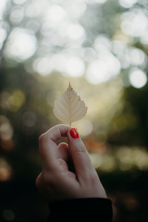 持有白叶的人 · 免费素材图片