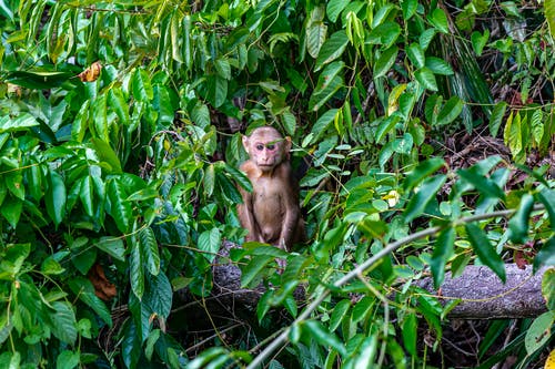 有关动物, 动物摄影, 丛林的免费素材图片