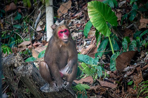 有关动物, 动物摄影, 丛林的免费素材图片