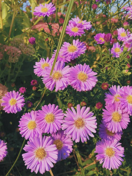 有关充满活力, 垂直拍摄, 增长的免费素材图片