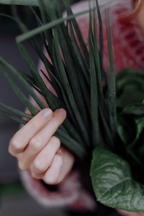 持有绿色植物叶子的人 · 免费素材图片