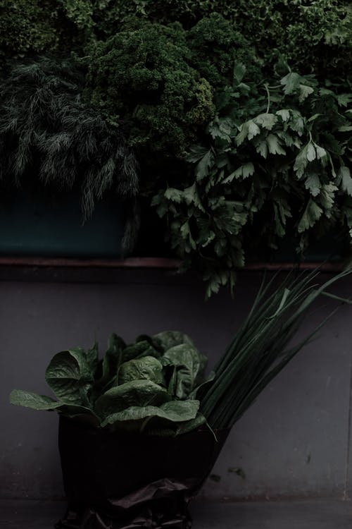 棕色木墙上的绿色植物 · 免费素材图片
