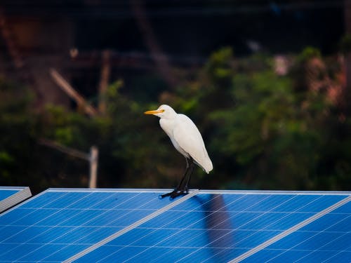 有关动物, 户外, 白鸟的免费素材图片