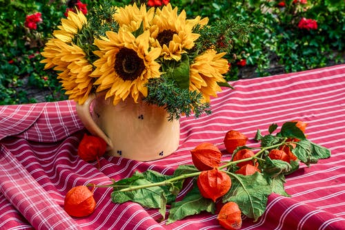 有关健康食品, 公园, 向日葵的免费素材图片