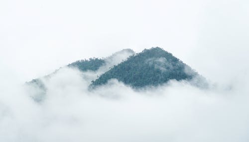 雾覆盖山上郁郁葱葱的树木 · 免费素材图片