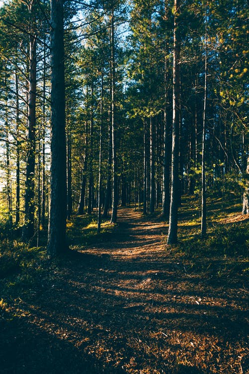 有关华丽的, 土地, 地形的免费素材图片