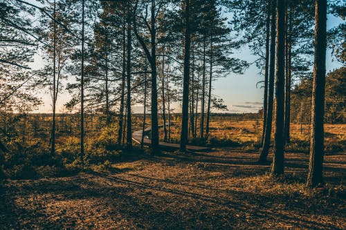 有关下落, 人行道, 土地的免费素材图片