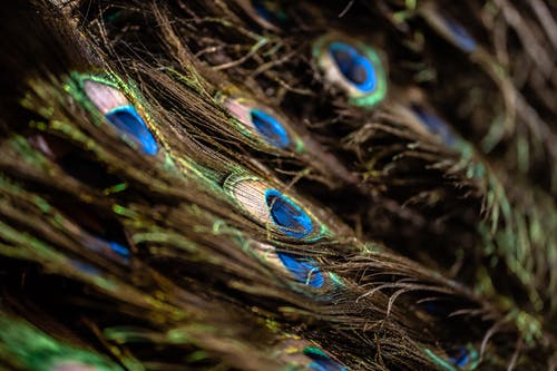 有关孔雀, 浅焦点, 特写镜头的免费素材图片