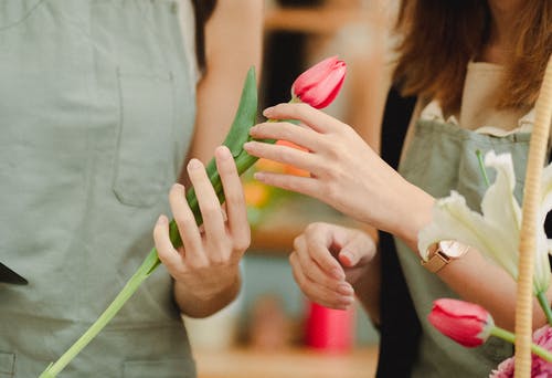 在卖花工作室中收获郁金香的妇女 · 免费素材图片