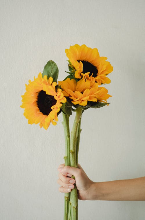 展示新鲜的向日葵，对光墙的人 · 免费素材图片