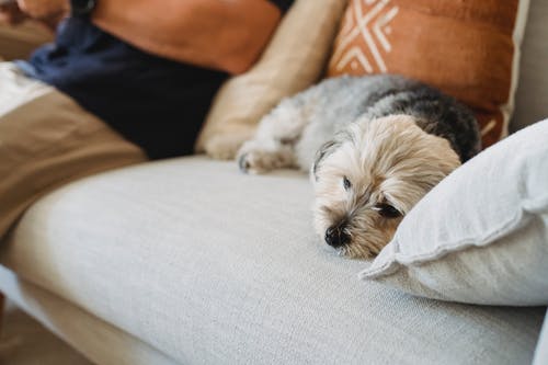 可爱的纯种狗在舒适的沙发上 · 免费素材图片