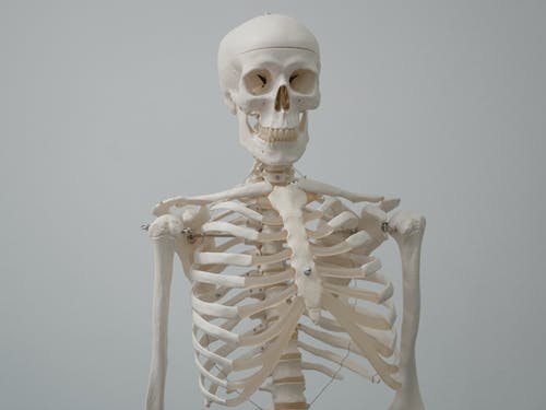 有关人体骨骼, 令人不寒而栗的, 害怕的免费素材图片
