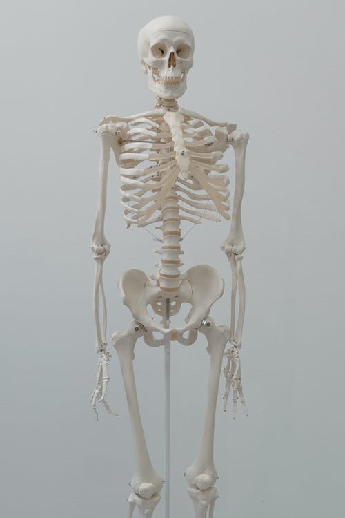 有关人体骨骼, 令人不寒而栗的, 害怕的免费素材图片