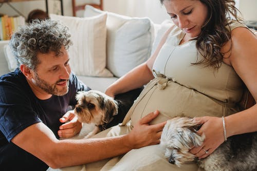 爱怀孕夫妇爱抚狗在沙发上 · 免费素材图片