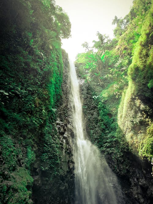 有关不变, 卵石, 丛林的免费素材图片