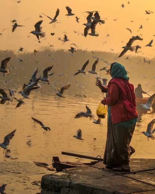 女人在河堤上喂海鸥 · 免费素材图片