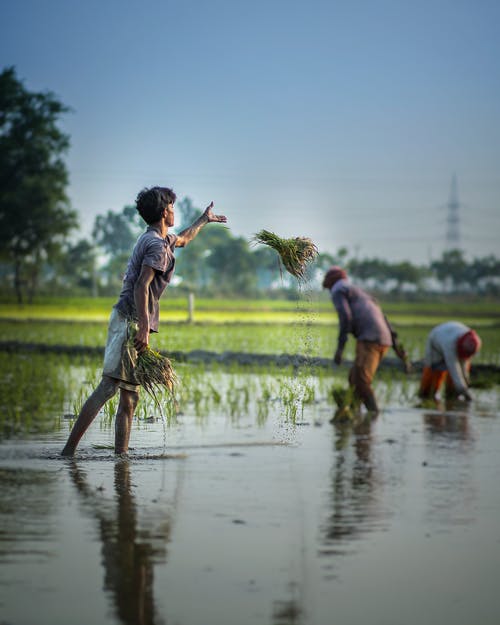 种植绿色作物在水淹田里的民族男子 · 免费素材图片