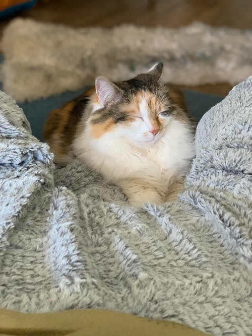 有关动物, 可爱, 可爱的的免费素材图片