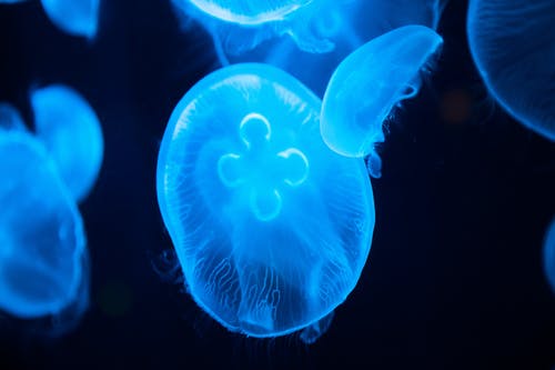 漂浮在黑色背景上的水母 · 免费素材图片