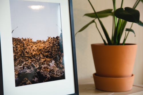 带框的图片放在盆栽室内植物附近的架子上 · 免费素材图片
