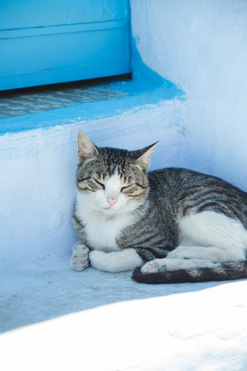 可爱的猫咪在房子台阶上休息 · 免费素材图片