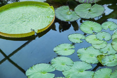 睡莲生长在清澈的池塘 · 免费素材图片