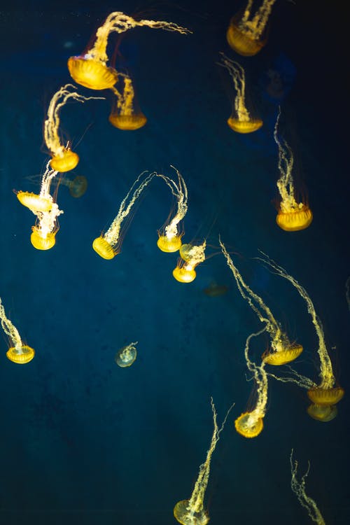 黄色的水母在水下游泳 · 免费素材图片
