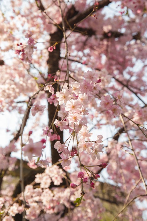 在花园里盛开的粉红色樱花 · 免费素材图片
