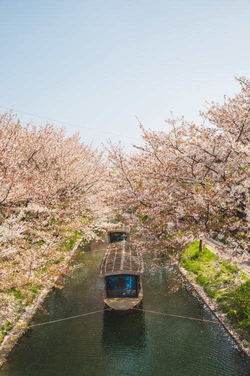 樱花树间河道上漂浮的船 · 免费素材图片